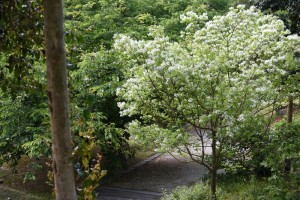 20170507 ヒトツバタゴ（一つ葉田子　別名ナンジャモンジャの木）の花 (2)
